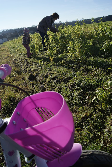 Büschelschön, Frühling, Gamander-Ehrenpreis, Gänseblümchen, Rapsblüten, rote Taubnesseln