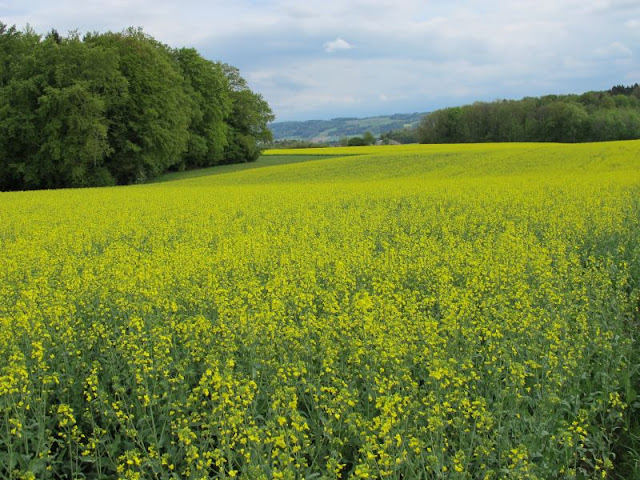 Raps, Blütenzauber, Bodenseeforum, Bodensee, 