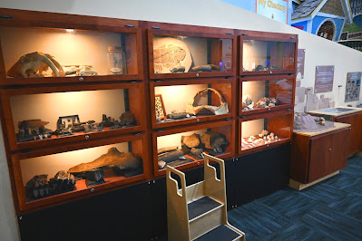Nine display cases, made of wood, that are stacked on top of each other, in rows of three. In each case is a collection of fossils, ranging from the skull of a saber tooth cat (in the top-left case), a fossilized fish (in the top-middle case), and a shark jaw (in the very middle of all the display cases. Each of the cases cases can be unlocked and swung upwards, allowing instructors to take the objects out and let the kids interact with them. There's a portable staircase, made of light wood, which has two steps. It is there for kids who may be too short to see the display cases on the top shelf. To the right are a number of smaller exhibits.