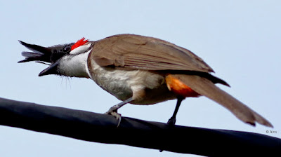 "Red-whiskered Bulbul (Pycnonotus jocosus), a medium-sized songbird with a distinctive appearance. Recognizable by its brownish plumage, red patch behind the eye, and prominent red whisker marks. Perched on a cable."