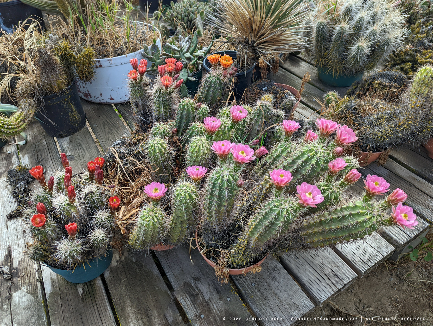 Cactus Flower Extravaganza In Pink