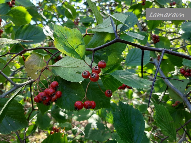 Боярышник крупноколючковый (Crataegus macracantha)