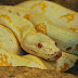 Python Albino