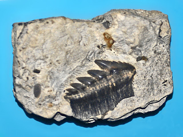 Teeth of Hexanchus andersoni from Jurassic,on display at the Museo Civico di Storia Naturale di Milano