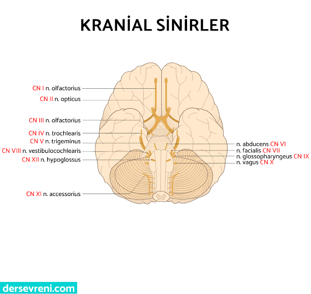 cranial nerves - kraniyal sinirler