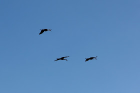 a flight of sandhill cranes