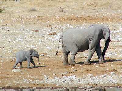 African-Baby-Elephant-and-Mother