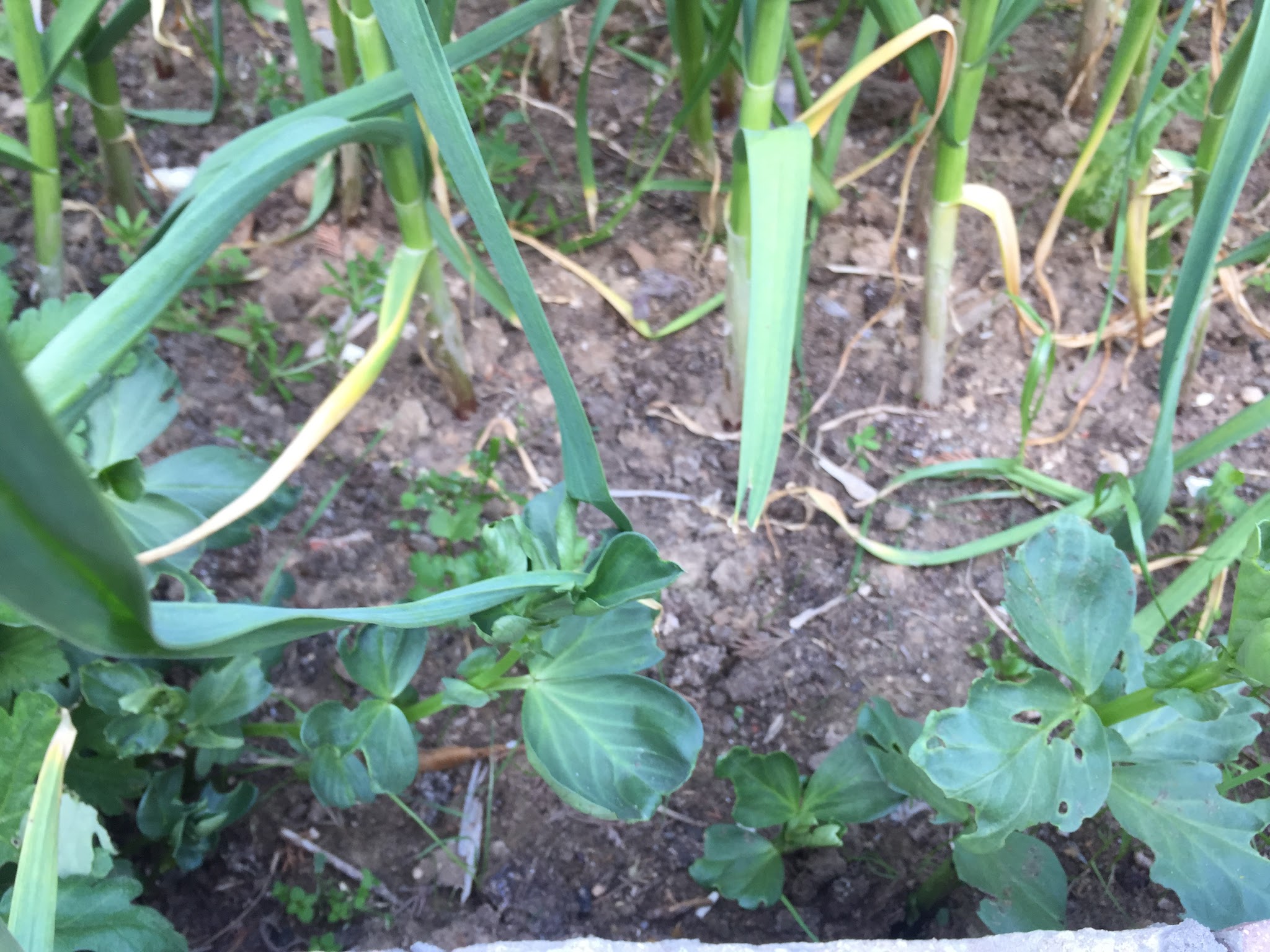 Garlic has very few problems with pests, there are however two diseases which you may find  on your garlic crop Rust and White rot. Rust appears as rusty coloured spots on the leaves and the only cure apart is avoiding growing garlic in the same place for 3 years.