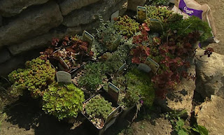 Alpine plants