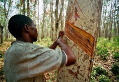 tapping_rubber_tree[1]