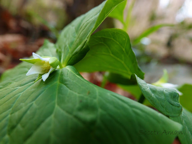 Trillium tschonoskii