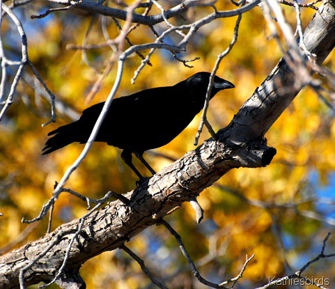 1. October ghoul bird-kab