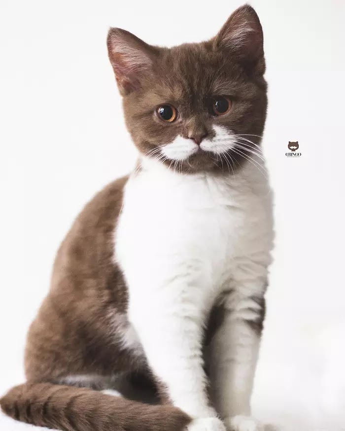 Meet Gringo, The Adorable Moustached Cat That Won Our Hearts