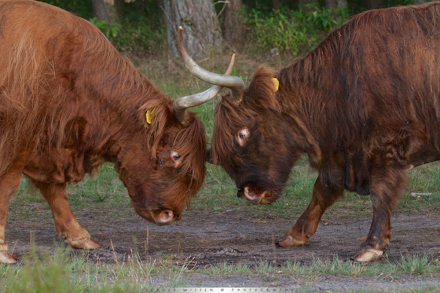 Schotse Hooglanders in gevecht - Scottish Highlander fight - Bos Taurus ss