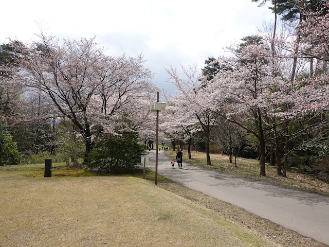 とっとり花回廊　桜の広場　九分咲のソメイヨシノ桜