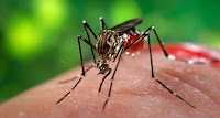 Allarme virus Zika