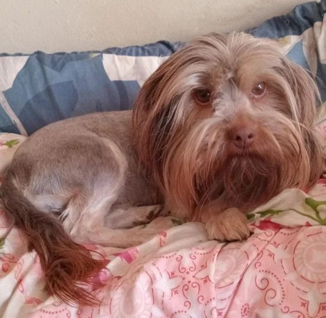 adopt a female Yorkshire Terrier Lindor