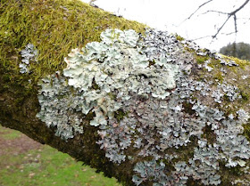 Lichen on a tree in Kew Gardens