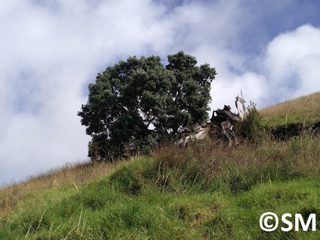 Photo d'arbre sur les chemins de Motutapu Auckland Nouvelle-Zélande 