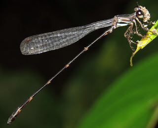 Palaemnema sp., shadowdamsel