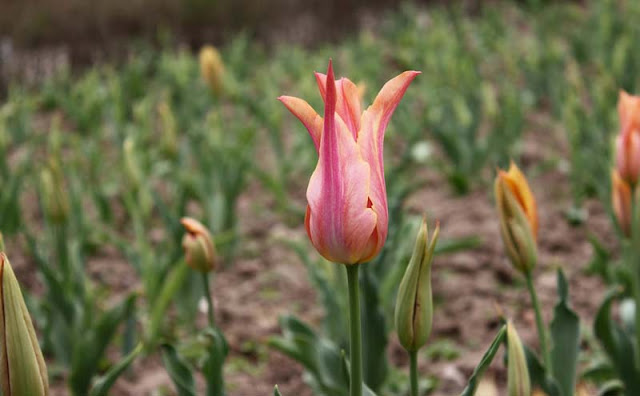 Tulip Flower Pictures