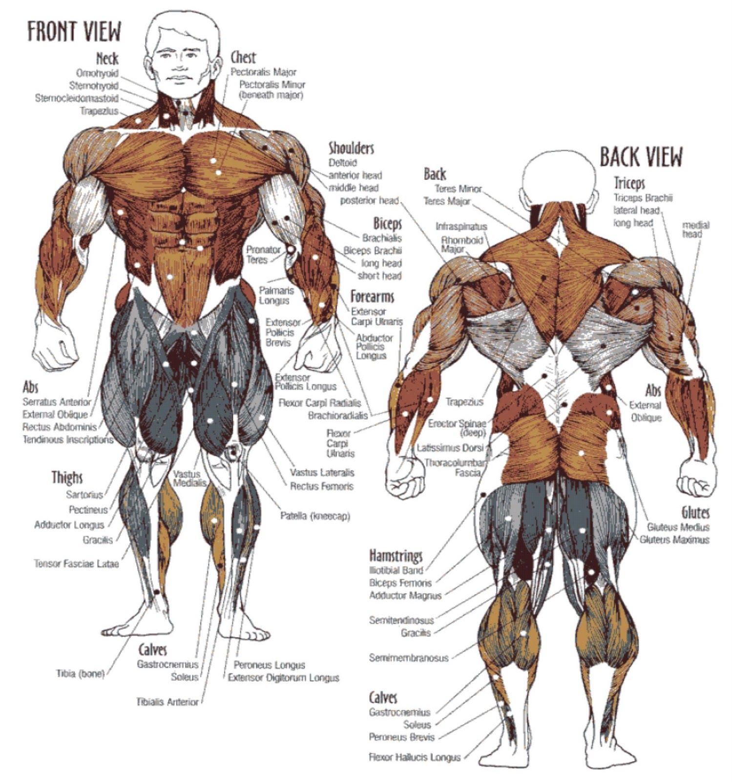 Muscle Workouts - Staggering Muscle Groups for Maximum Benefits - Bodydulding