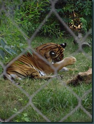 Fresno Zoo 036