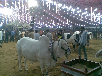 Cows in the market for this Eid-ul-Azha