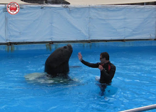 Leones marinos en Aquopolis de la Pineda Platja - Vila Seca