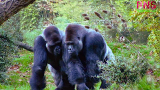 Gorilla animals HD wallpaper picture images mobile