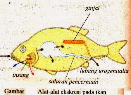 Sistem Ekskresi Hewan  Vertebrata dan Avertebrata  