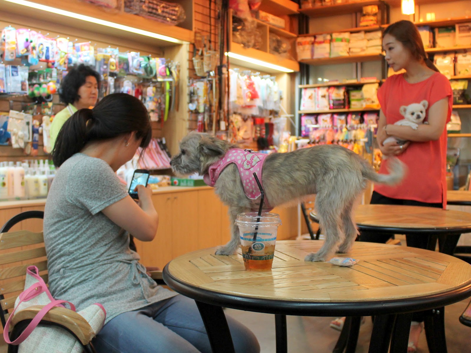 Caf  Pawz A Korean Dog Cafe  Lindsay Eryn