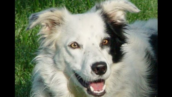 A border collie named Chaser has learned the names of 1022 individual items 