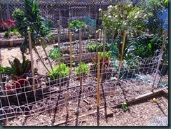 Vegetable garden, Before 002