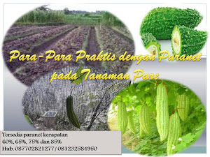 Para Para Simple Dengan Paranet Pada Tanaman Pare