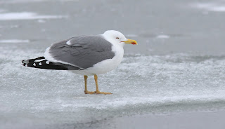 Yellow-legged Gull in Newfoundland