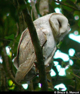 8 Burung Dengan Pertahanan Terbaik Dan Terunik Didunia [ www.BlogApaAja.com ]