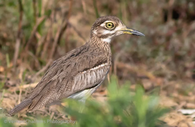 Spotted Thick-Knee in the Table Bay Nature Reserve / Woodbridge Island