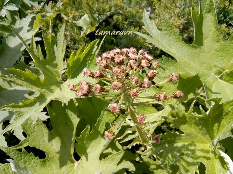 Белокопытник Татеваки (Petasites tatewakianus)