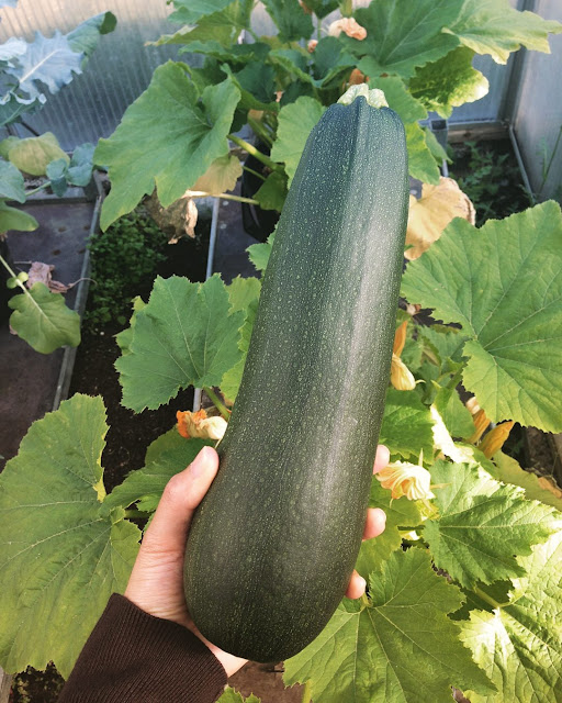 zucchini