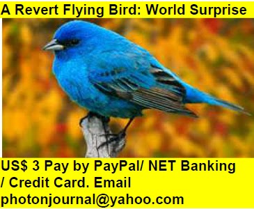  A Revert Flying Bird: World Surprise