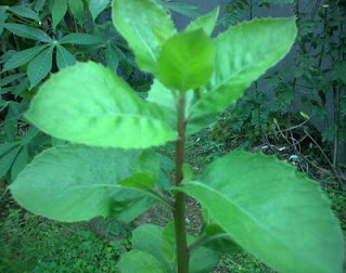 Daun Beluntas  (Pluchea indica (L) less)