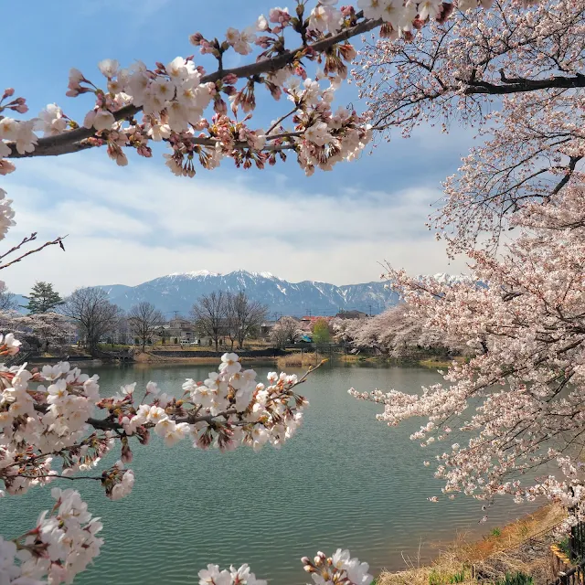 北杜　長坂牛池　桜　南アルプス