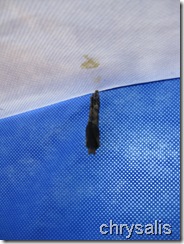 caterpillar 1-1