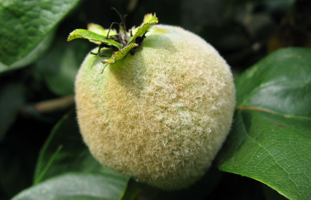 Quince fruit.