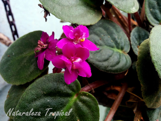 Violeta africana florecida, género Saintpaulia