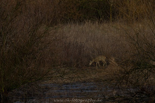 Nikon Naturfoto Wildlifefotografie Rehe Im Winkel