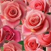 Roses_pink_3d_