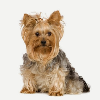 Yorkie hairstyles ideas how to apply