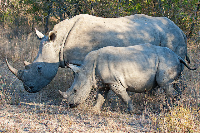 rinoceronte bianco  kruger safari sud africa cucciolo